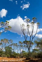 parc national de Meru / Meru national park