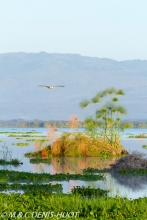 lac Naivasha / lake Naivasha