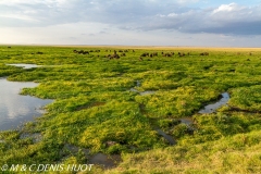 parc national d'Amboseli / Amboseli national park