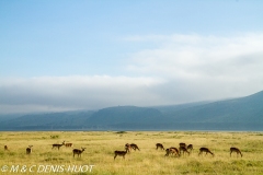 parc de Nakuru / Nakuru national park