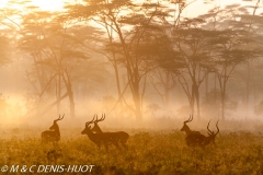 parc de Nakuru / Nakuru national park