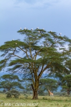 parc de Nakuru / Nakuru national park