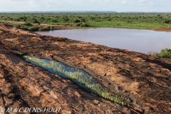 parc national de Tsavo / Tsavo national park