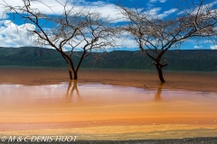 lac Bogoria / lake Bogoria