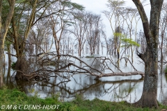 parc de Nakuru / Nakuru national park