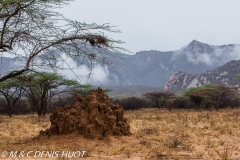 réserve de Shaba / Shaba game reserve