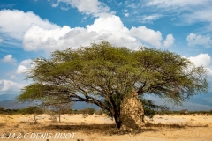 lac Magadi / lake Magadi