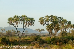 réserve de Samburu / Samburu game reserve