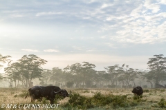 parc de Nakuru / Nakuru national park