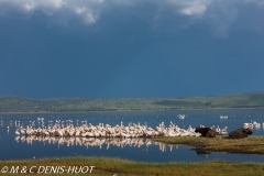 parc de Nakuru / Nakuru national park