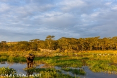 parc de Nakuru / Nakuru national park