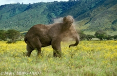 Ngorongoro