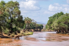 réserve de Samburu / Samburu game reserve