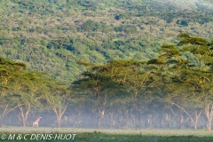 parc de Nakuru / Nakuru national park