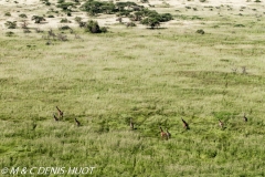 girafe Masai / Masai giraffe