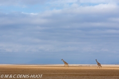 girafe Masai / Masai giraffe