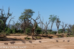 réserve de Samburu / Samburu game reserve