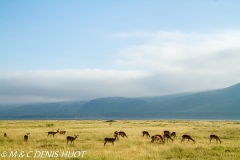parc de Nakuru / Nakuru national park