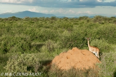 réserve de Samburu / Samburu game reserve