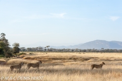 réserve de Samburu / Samburu game reserve