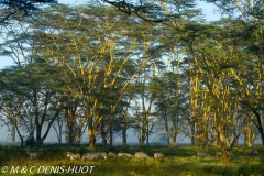 parc de Nakuru / Nakuru national park