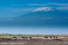 parc national d'Amboseli / Amboseli national park