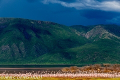 lac Bogoria / lake Bogoria