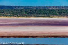 flamant nain / lesser flamingo