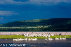 pélican blanc / white pelican