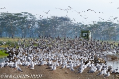 parc de Nakuru / Nakuru national park