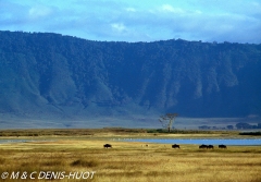 Ngorongoro