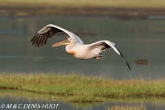 pélican blanc / white pelican