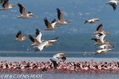 pélican blanc / white pelican