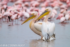 pélican blanc / white pelican