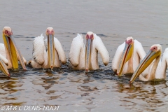 pélican blanc / white pelican