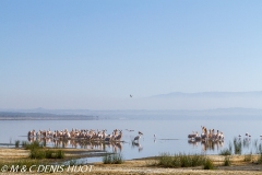 pélican blanc / white pelican