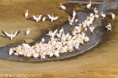 pélican blanc / white pelican