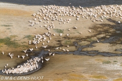 pélican blanc / white pelican