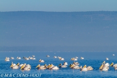 pélican blanc / white pelican