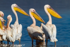 pélican blanc / white pelican