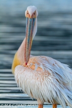 pélican blanc / white pelican