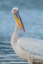 pélican blanc / white pelican