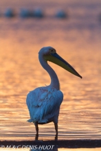 pélican blanc / white pelican