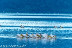 pélican blanc / white pelican