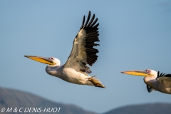 pélican blanc / white pelican