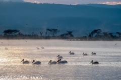 pélican blanc / white pelican