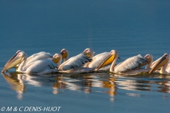 pélican blanc / white pelican