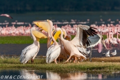 pélican blanc / white pelican