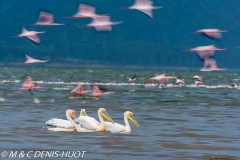 pélican blanc / white pelican