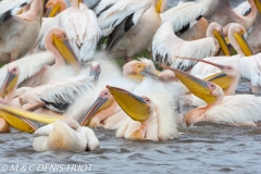 pélican blanc / white pelican